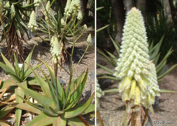 Aloe lavranosii JL Dscf1929